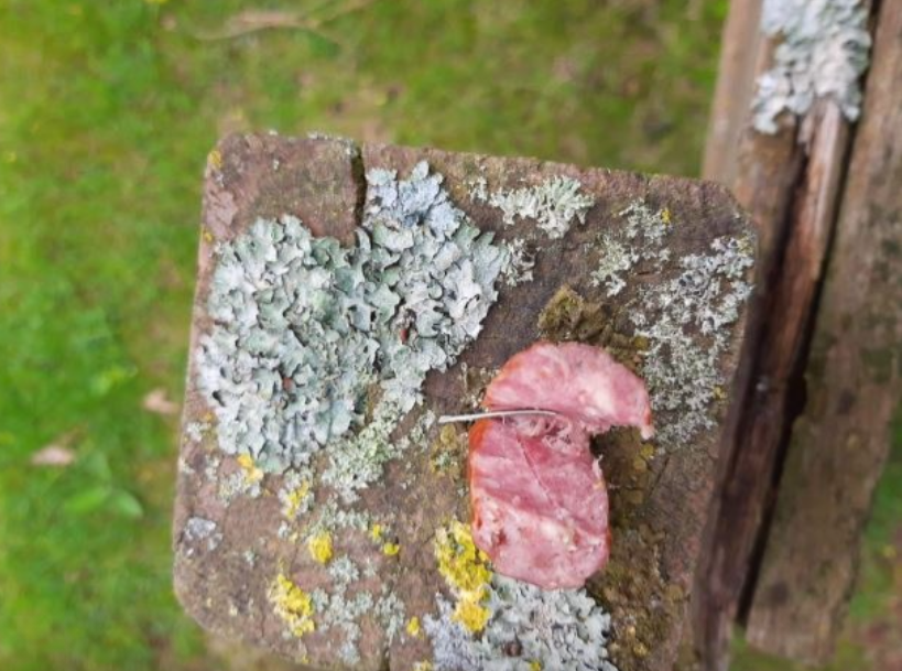 Wurstköder wurden auf dem Weg zum Strand gefunden. 