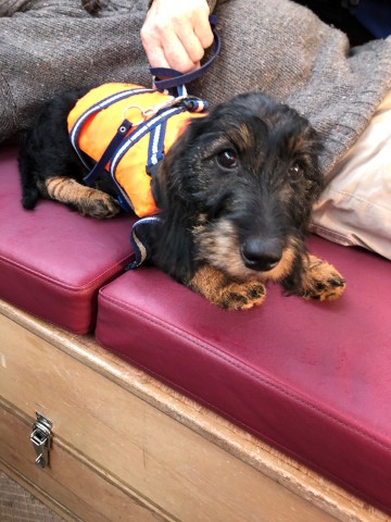 Der Skipper hatte sich und seinen Hund zuvor an Land retten können.