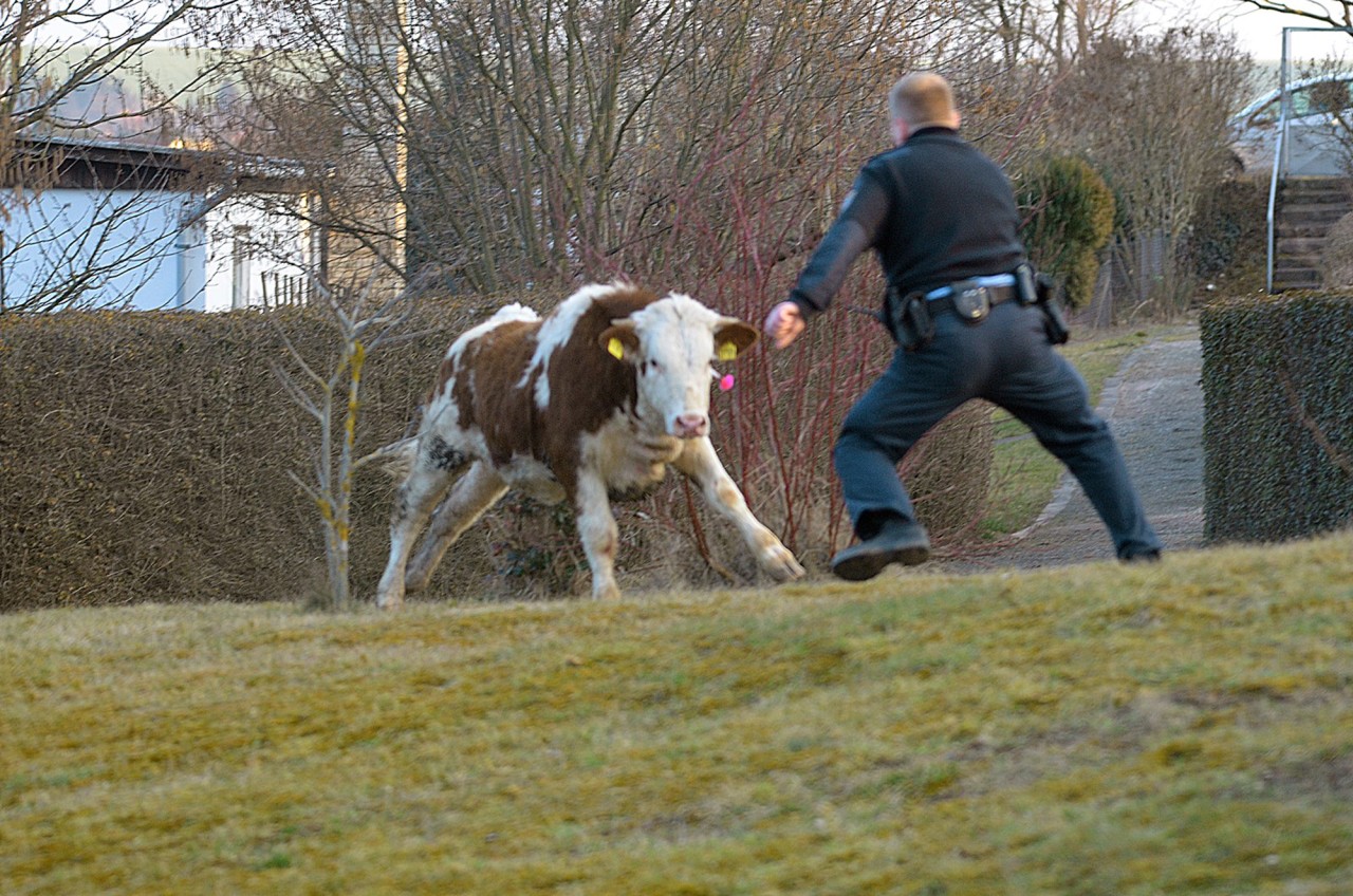 In Hamburg sorgte eine ausgebüxte Kuh für Chaos (Symbolbild).