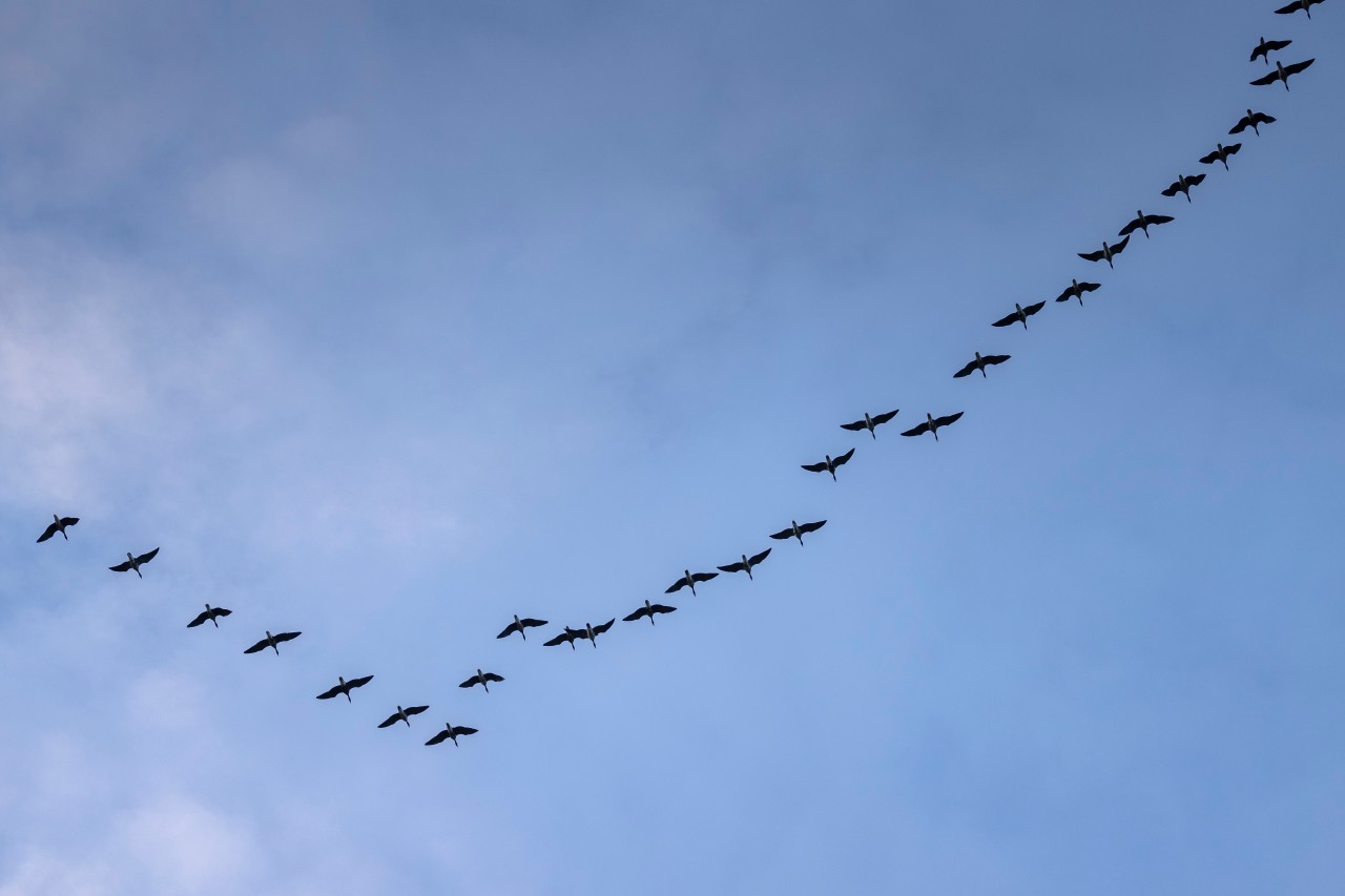 Gänse fliegen über das Naturschutzgebiet Grüner Brink auf Fehmarn