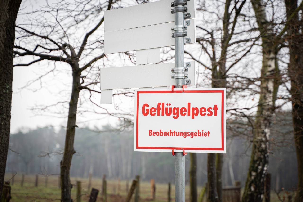 Im Kreis Schleswig-Flensburg gelten strengere Regeln für Tierhalter. (Symbolbild)