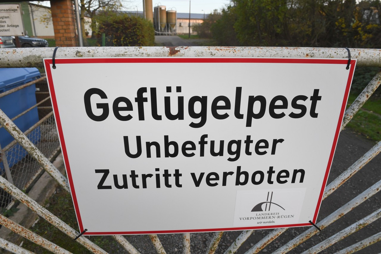 Die Geflügelpest breitet sich in Norddeutschland aus. 