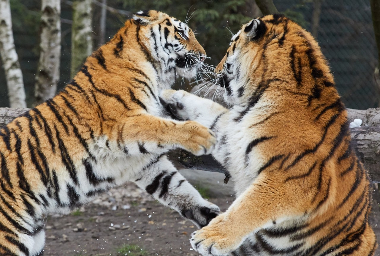 Die Weltnaturschutzunion listet Sibirische Tiger als „stark gefährdet“.