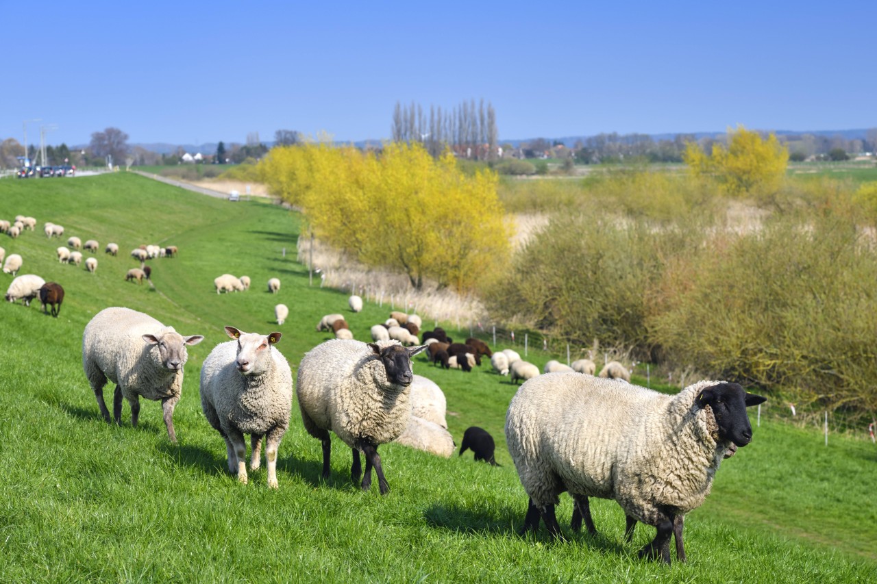 Auch das ist Hamburg: Schafe am Deich in Altengamme im Bezirk Bergedorf.
