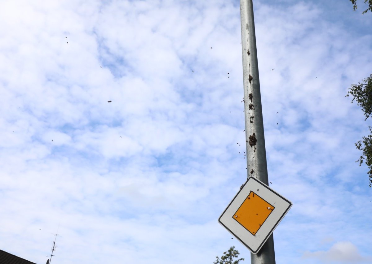 Hamburg Bienen.jpeg