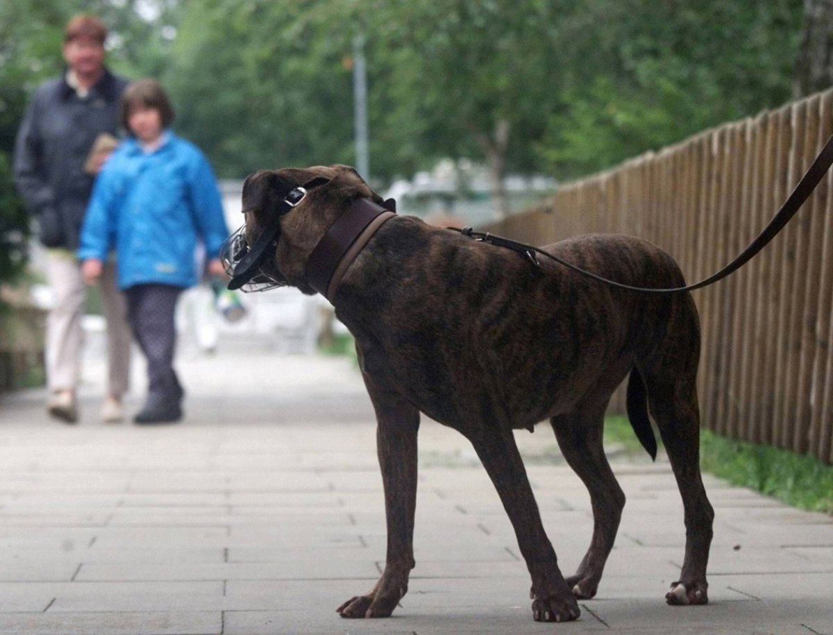 Hamburg Hund.jpg
