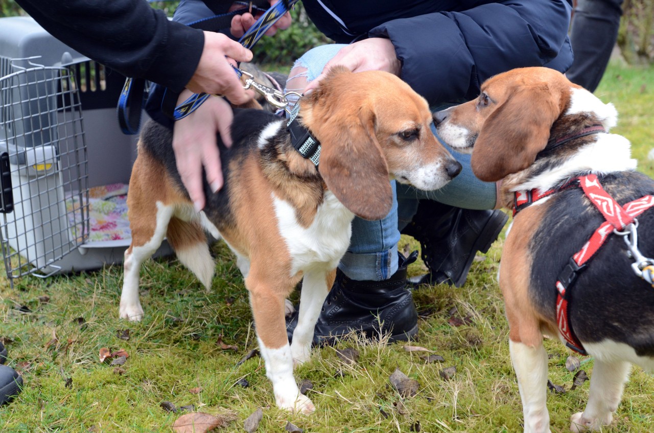 Hunde aus dem LPT wurden unter anderem an Tierschützer übergeben.