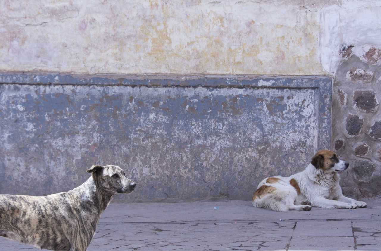 Frühere Straßenhunde können tolle Freunde werden – aber bleiben vielleicht immer eine Herausforderung