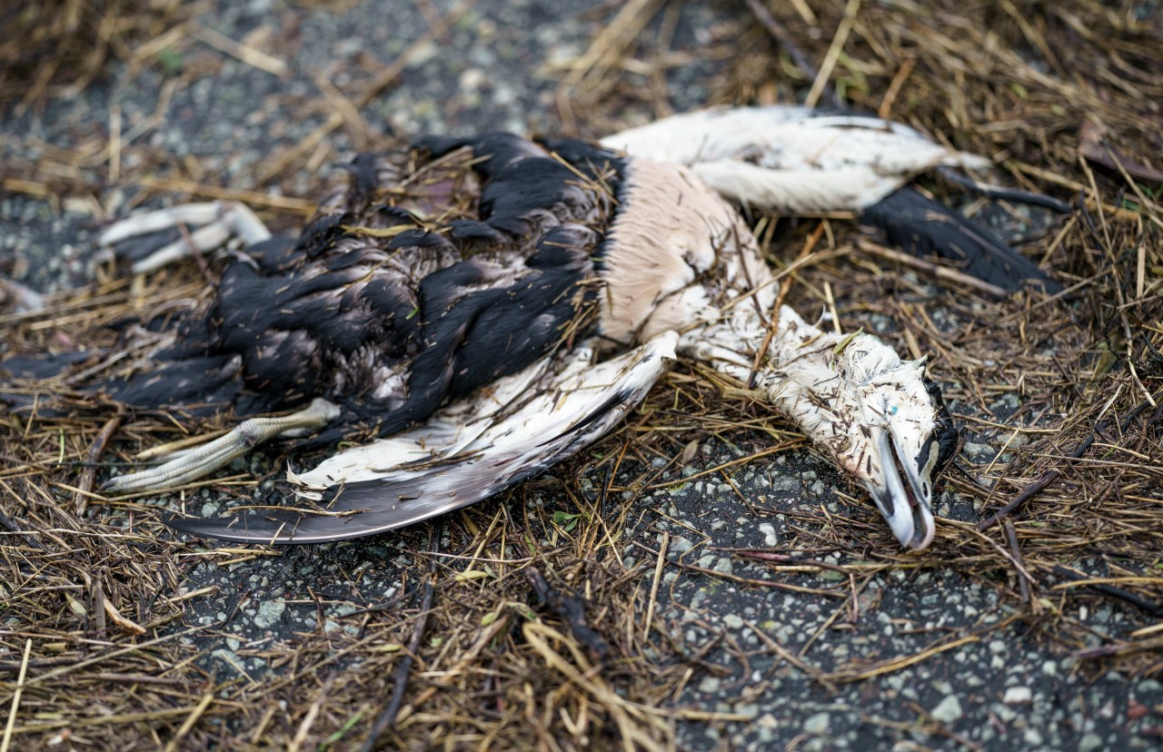 Wer einen verletzten oder toten Wildvogel findet, kann sich in Hamburg an Tierarztpraxen, Wildtierstationen und die Polizei wenden.