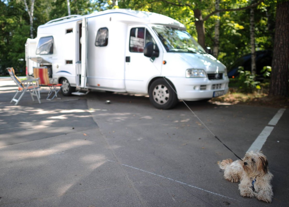 Hund Camping.jpg