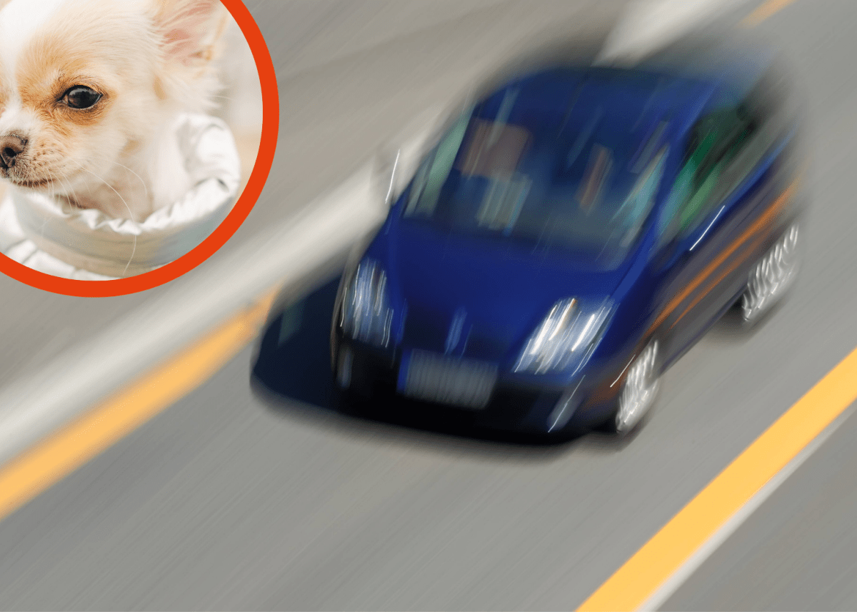 Hund bei Kiel Unfall.png