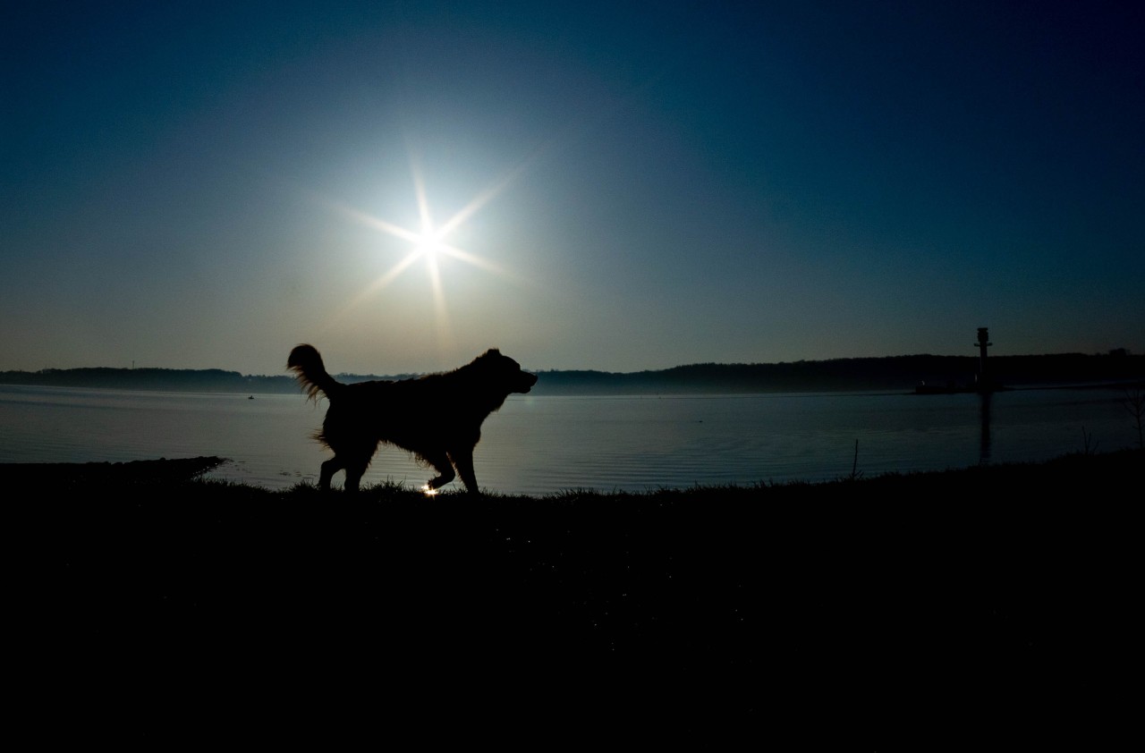 In Kiel hat die Polizei ein Warnung für Hundebesitzer ausgesprochen. (Symbolbild)