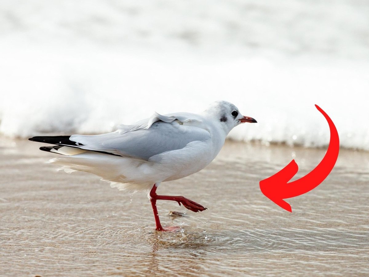 Möwe Sylt Bild Facebook Foto Aufnahme.jpg