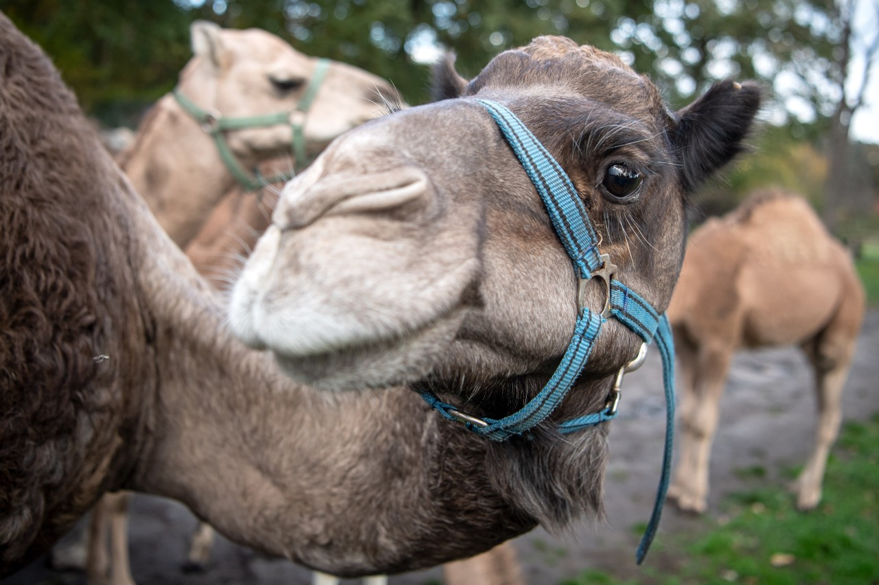 Ein Kamel auf der Kamelfarm von Familie Marquard