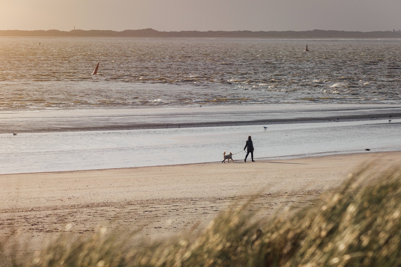 Spaziergänger mit Hund am Strand von Norderney. Die sind allerdings nicht das Problem auf der Insel.