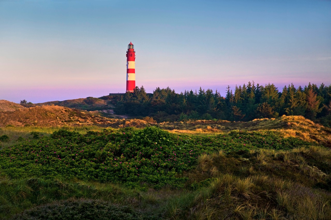 Nordsee: Heidelandschaft mit dem Leuchtturm im Morgenlicht auf der Insel Amrum.