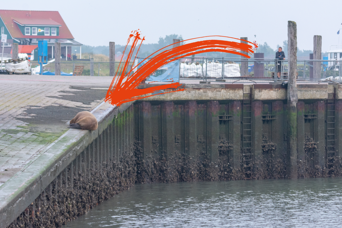 Nordsee Baltrum Walross Ostfriesische Inseln Ostfriesland Arktis Juist Wangerooge Spiekeroog Dänemark