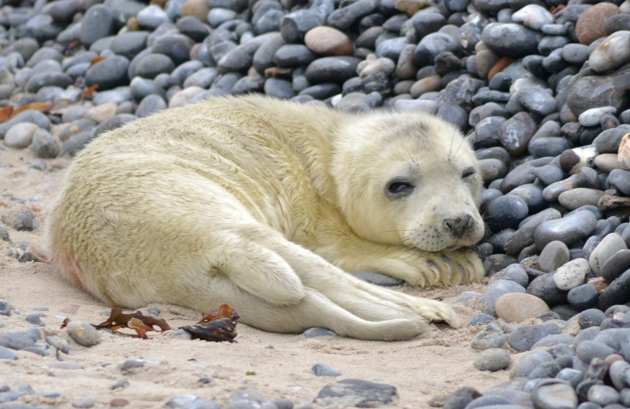 Ein Robbenbaby auf Helgoland.