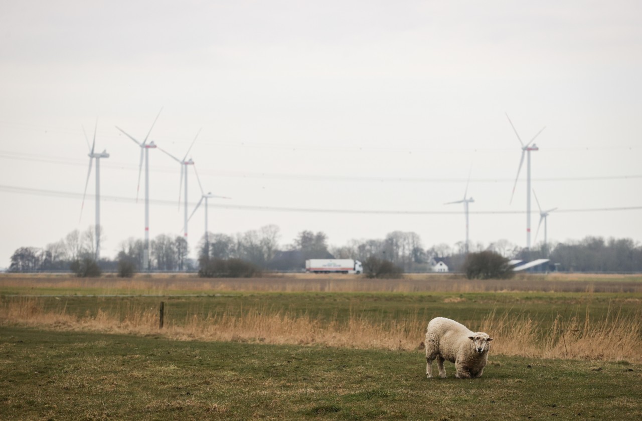 Wo jetzt noch ein Schaf an der Nordsee steht, werden vermutlich bald Batterien gefertigt. 
