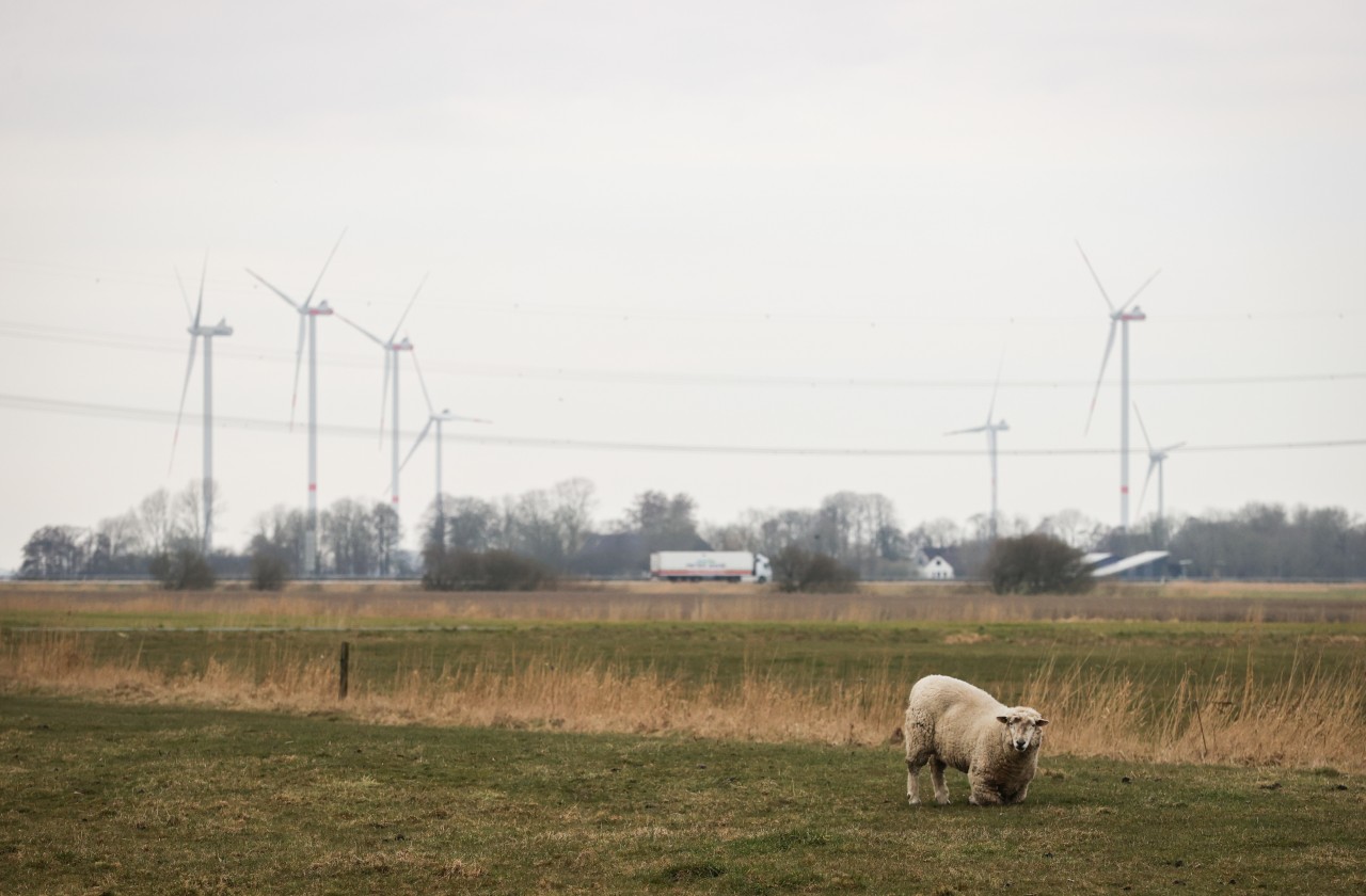 Wo jetzt noch ein Schaf an der Nordsee steht, werden vermutlich bald Batterien gefertigt. 