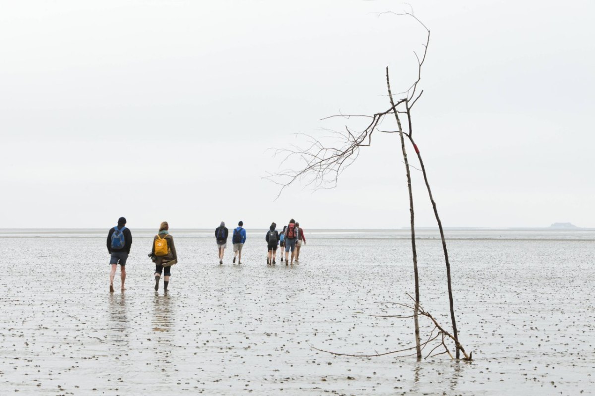 Nordsee Wattenmeer.jpg