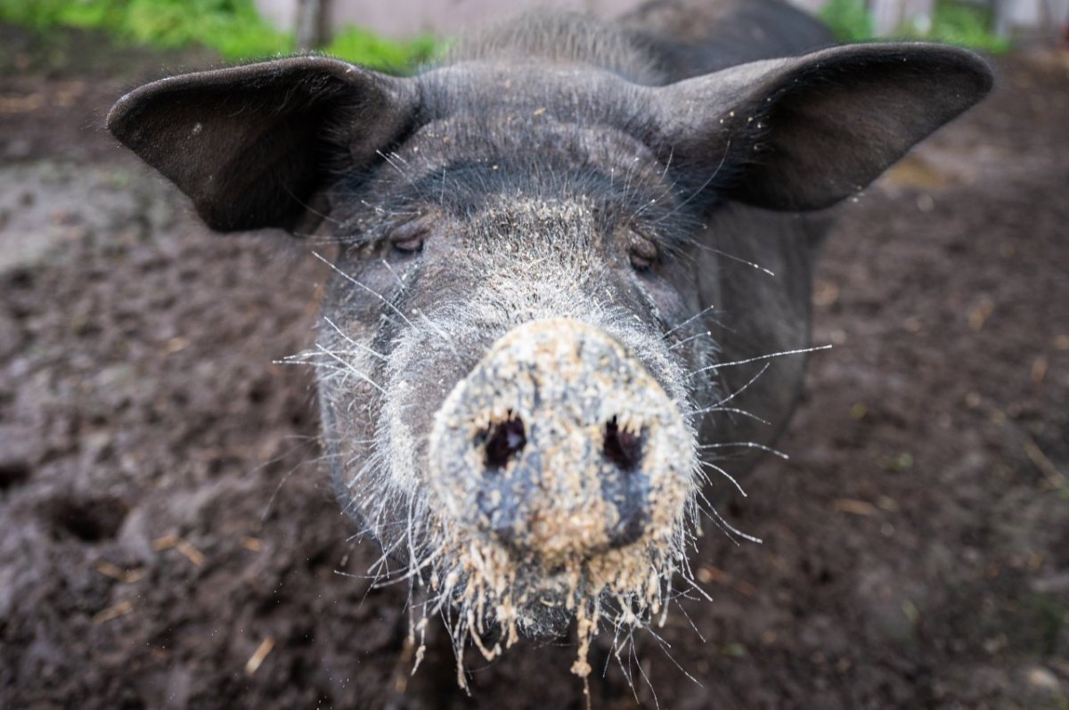 Ostfriesland Aurich Schwein Bobby Instagram