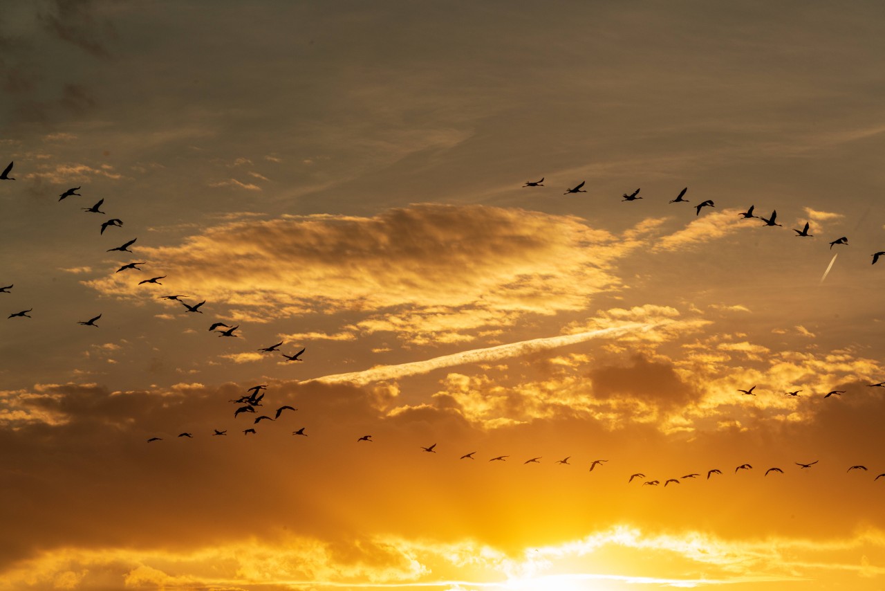 Für solche Aufnahmen sorgen die vögel an der Ostsee