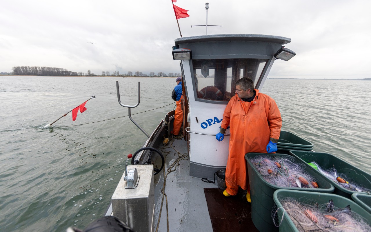 Ein Bild aus alten Tagen: Fischer auf der Ostsee. Massive Umsatzeinbrüche zwingen nun viele zum Aufgeben.