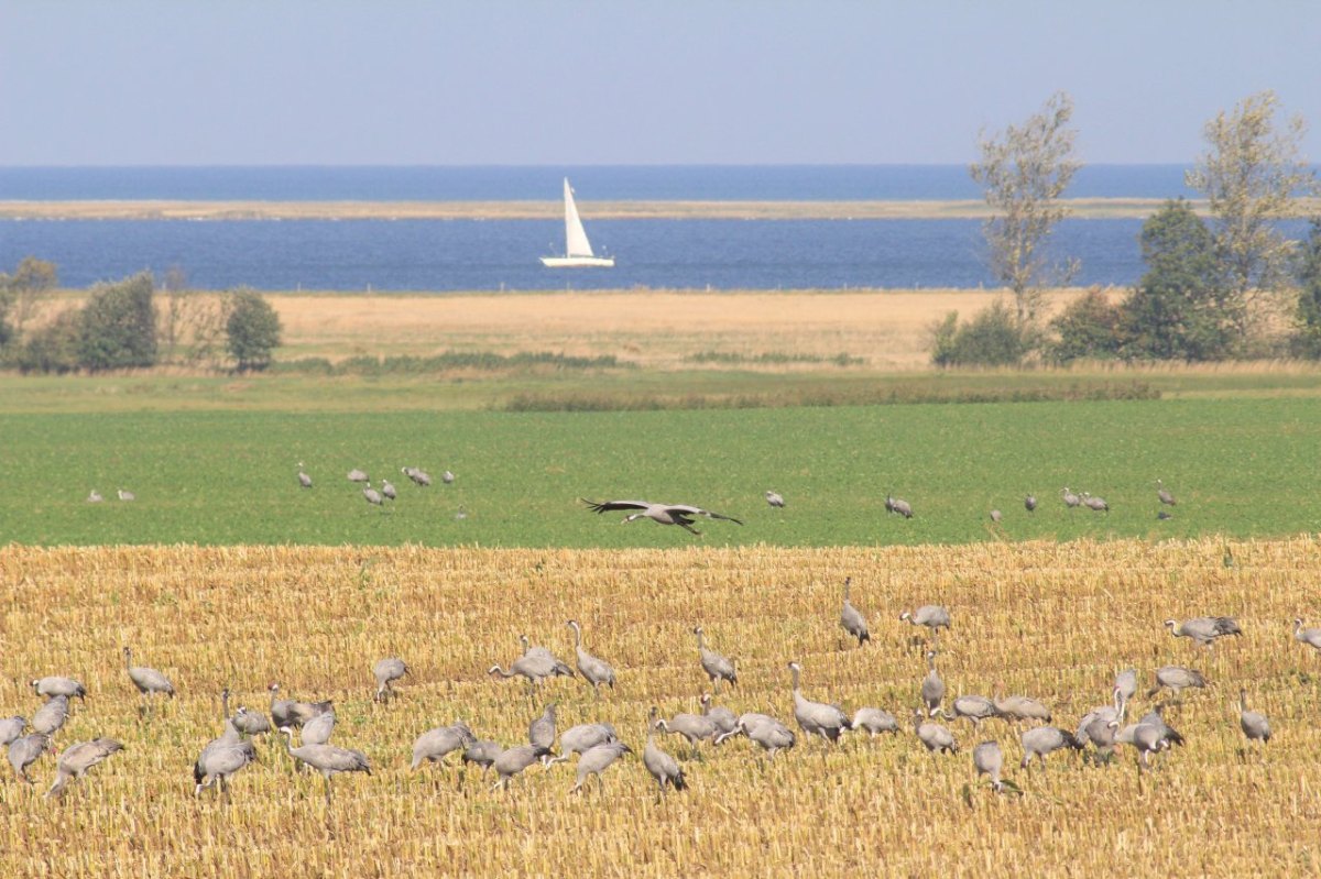 Ostsee NABU Umweltschutz