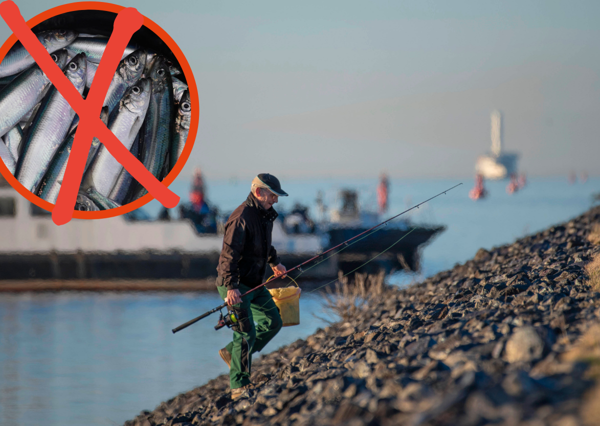 Ostsee Nordsee Fische.png