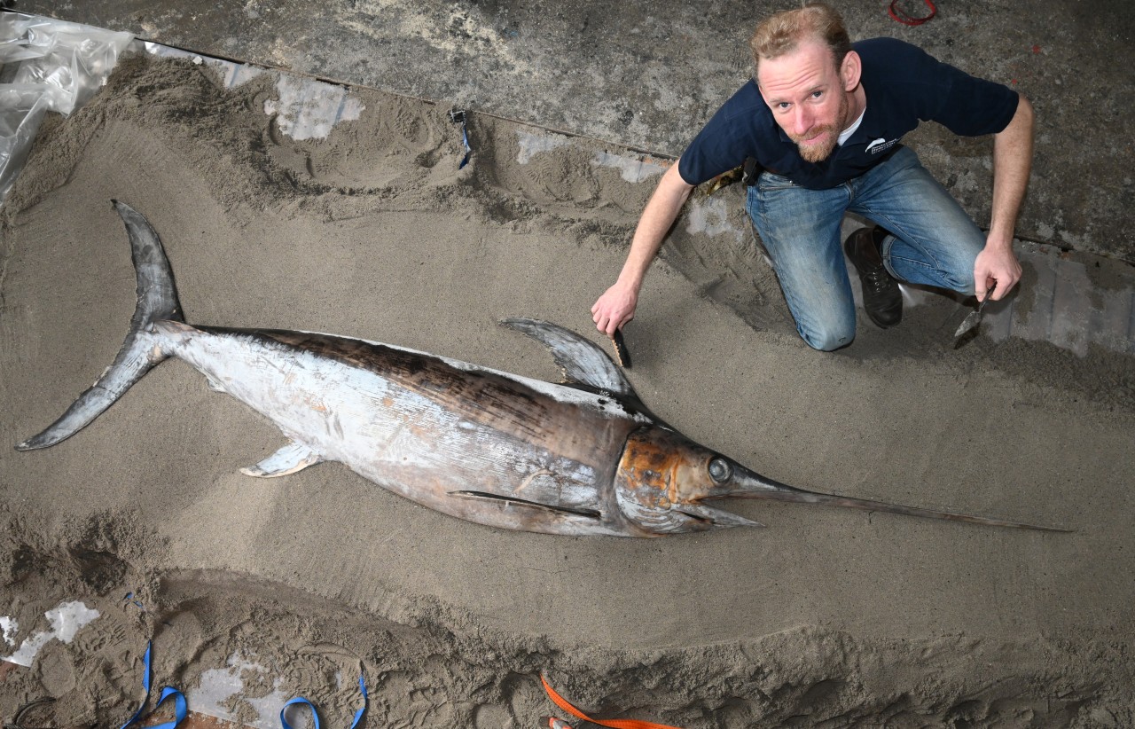 Martin Jost, Präparator im Meeresmuseum, hat mit den Präparationsarbeiten an dem Schwertfisch begonnen. 