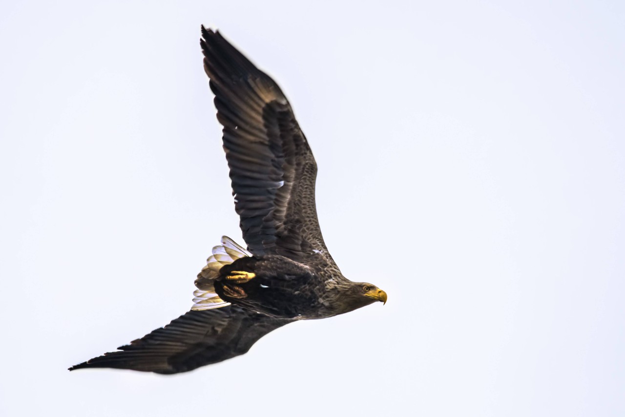 Ein Seeadler in der Luft.