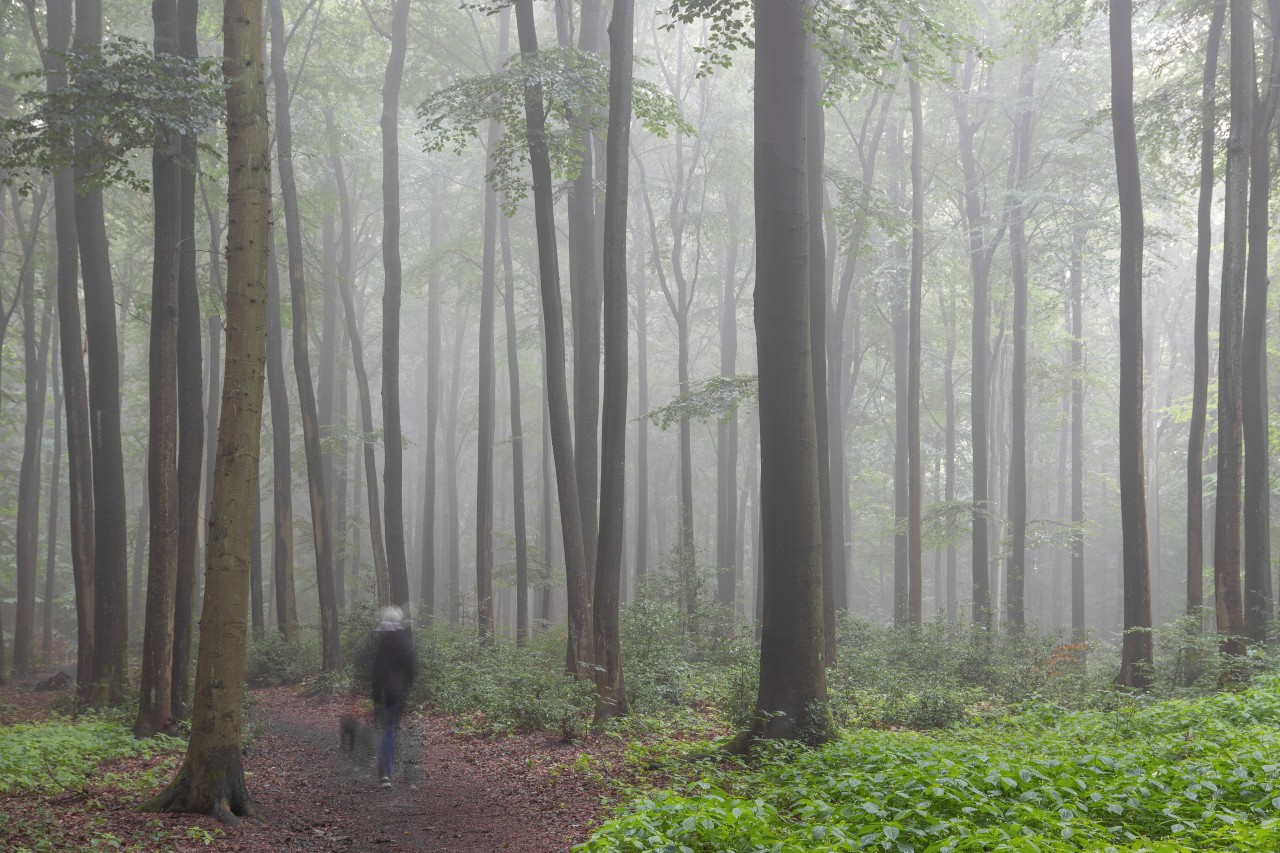 In einem Wald in Schenefeld (Kreis Pinneberg) hat ein Mann eine grauenhafte Entdeckung gemacht (Symbolbild). 