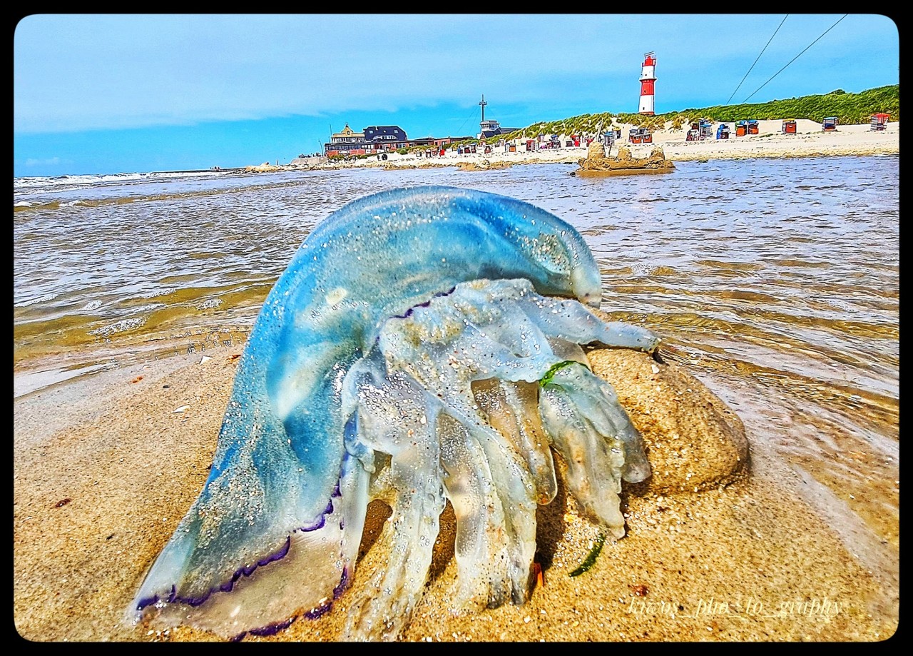 Am Nordsee-Strand von Borkum machte eine Frau die krasse Entdeckung.