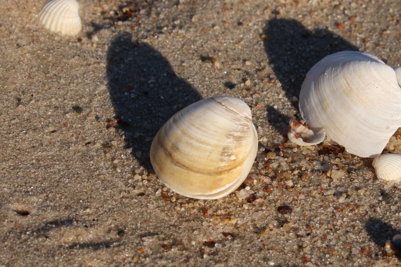 Im Biosphärenreservat Südost-Rügen gefundene Brackwasser-Trogmuschel (Bildmitte)