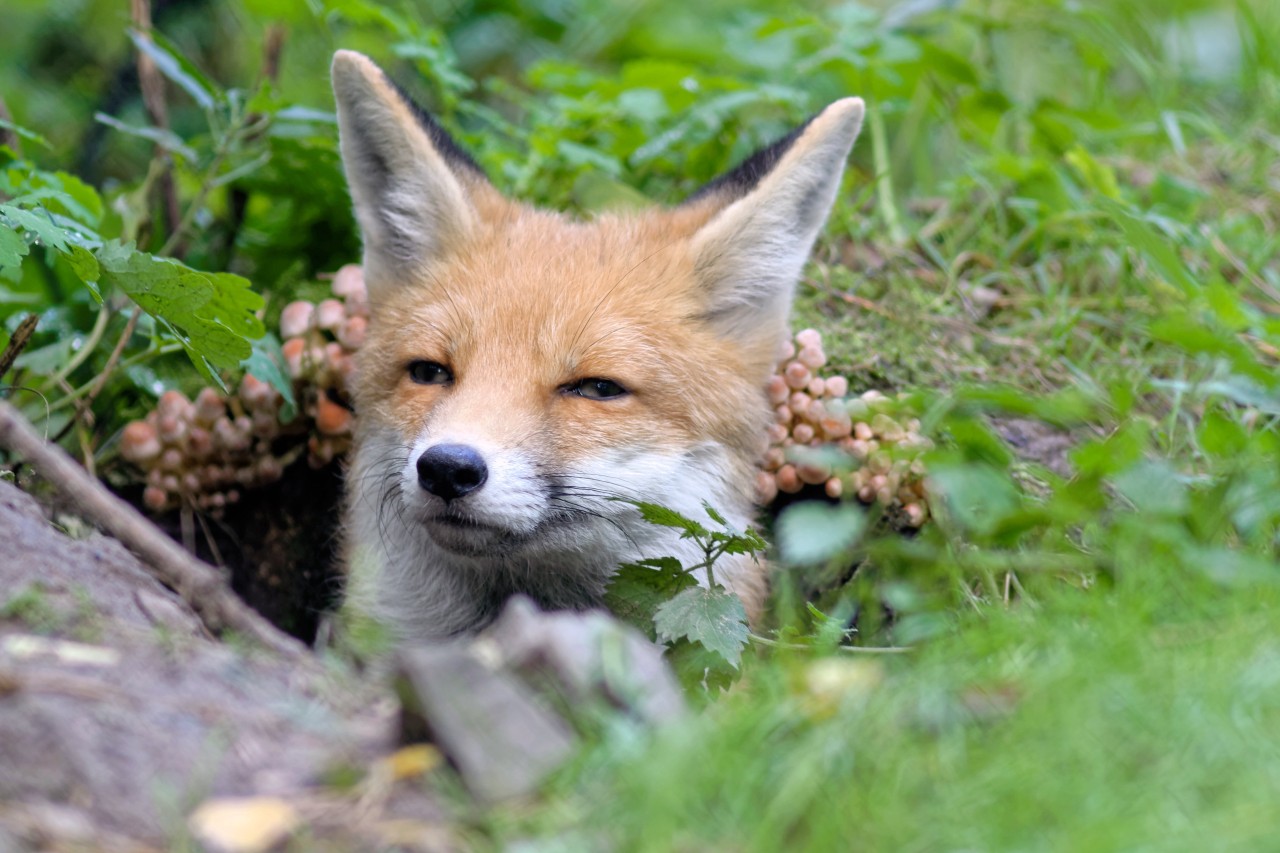 Füchse auf Rügen in Todesangst? Diese Vorwürfe erhebt die Tierschutzorganisation Peta gegen eine Schliefenanlage in Putbus (Symbolbild). 