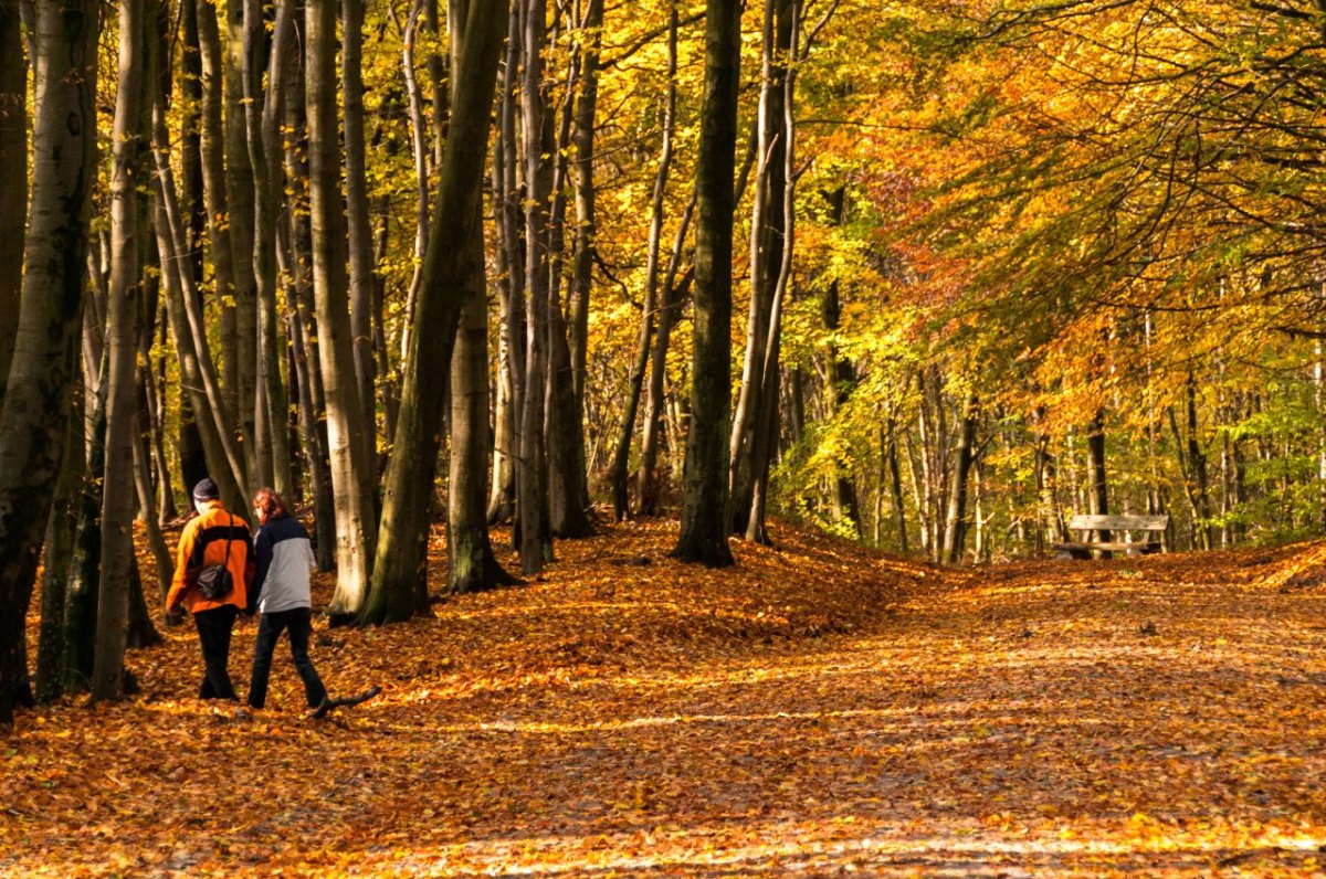 Rügen Wald Schild.jpg