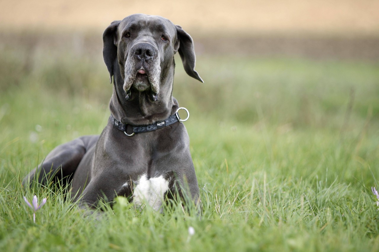 Für eine Deutsche Dogge aus Schleswig-Holstein hat ein kurzes Bad in einem See dramatische geendet (Symbolbild).