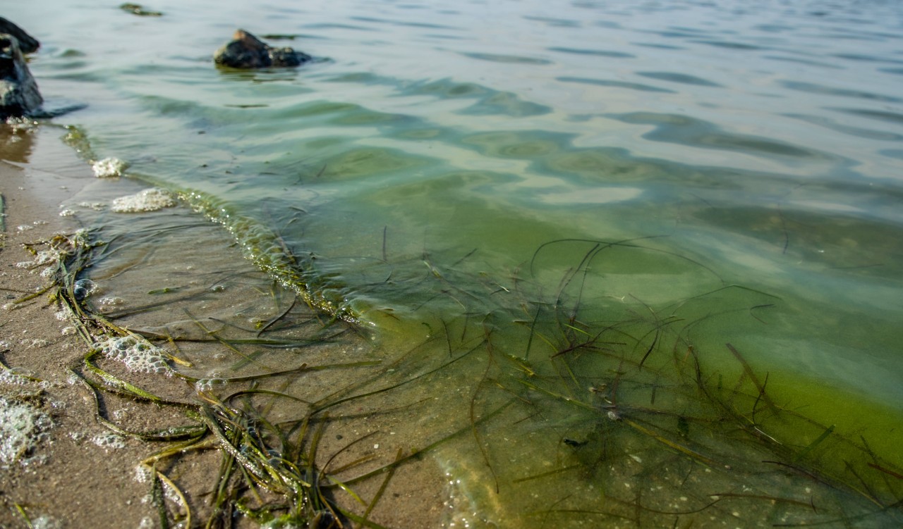 Ein Blaualgen-Teppich vor Rügen. Nicht nur in Schleswig-Holstein sind Blaualgen in diesem Sommer ein Problem. 