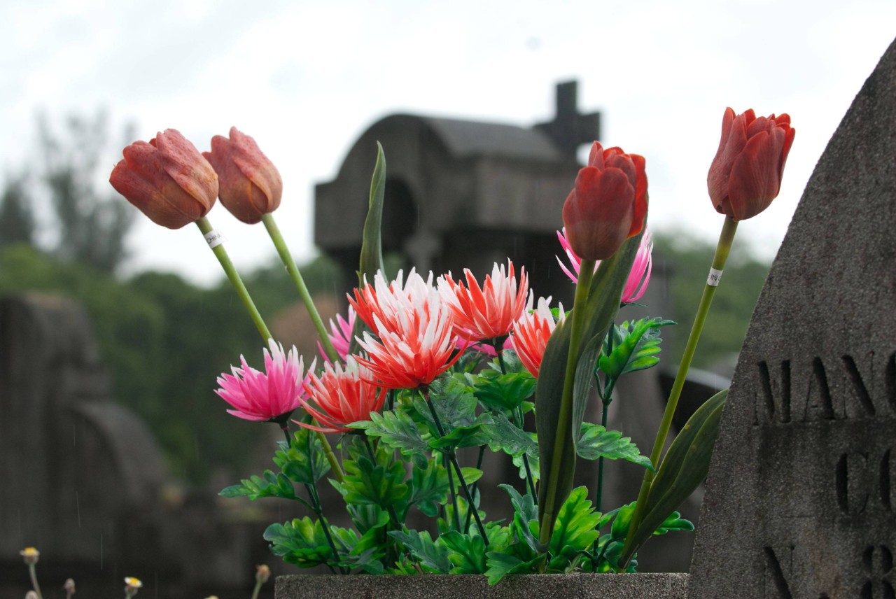 Tulpen werden gerne an Grabstätten niedergelegt.