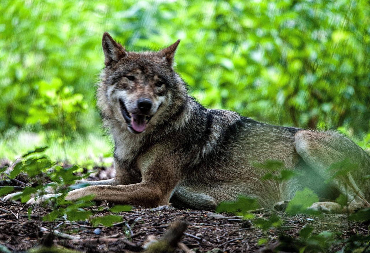 In Schleswig-Holstein kam es in letzter Zeit vermehrt zu Wolfsangriffen.