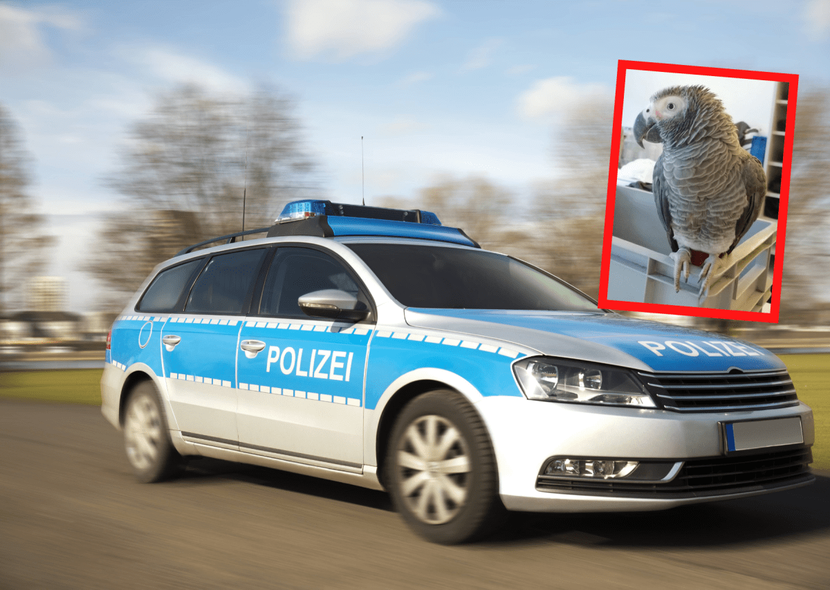 Schleswig-Holstein Polizei Einsatz Lübeck Graupapagei Kuki.png