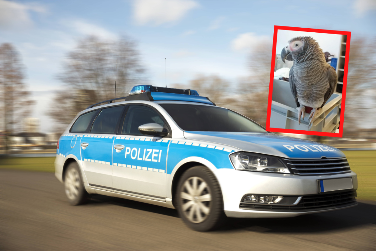 Schleswig-Holstein Polizei Einsatz Lübeck Graupapagei Kuki.png