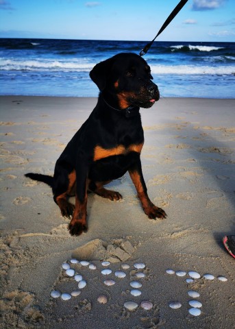 Ein wirkliches tolles Erinnerungsfoto von Buddys Zeit am Strand!