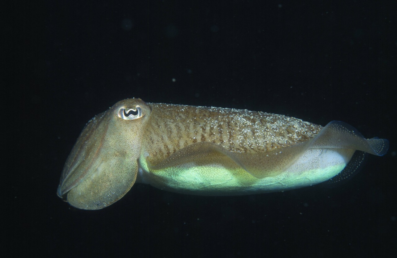 Gewöhnlicher Tintenfisch (Sepia officinalis) in der Nordsee 