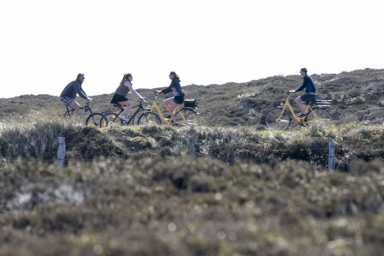 Mit dem Fahrrad auf Sylt unterwegs zu sein, ist 'ne feine Sache – solange man dran denkt, dass man nicht alleine dort ist...