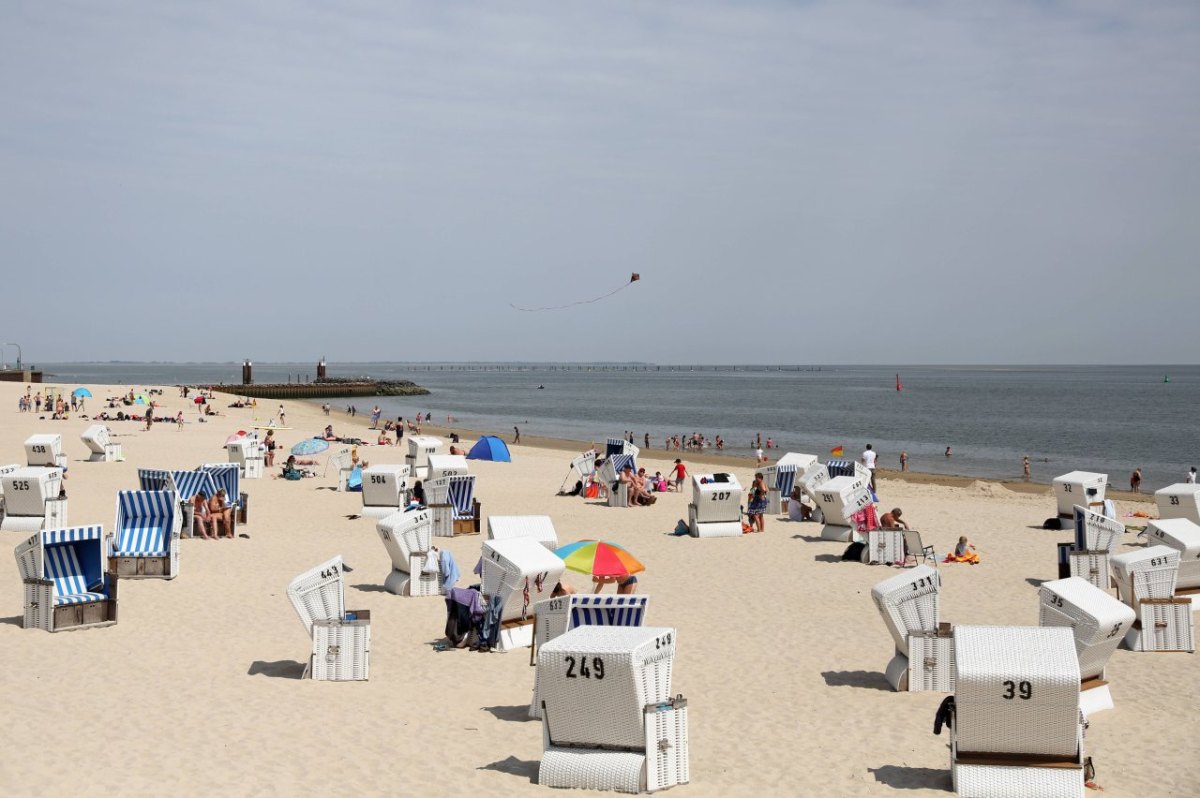 Sylt Hörnum Strand Seehund Heuler.jpg