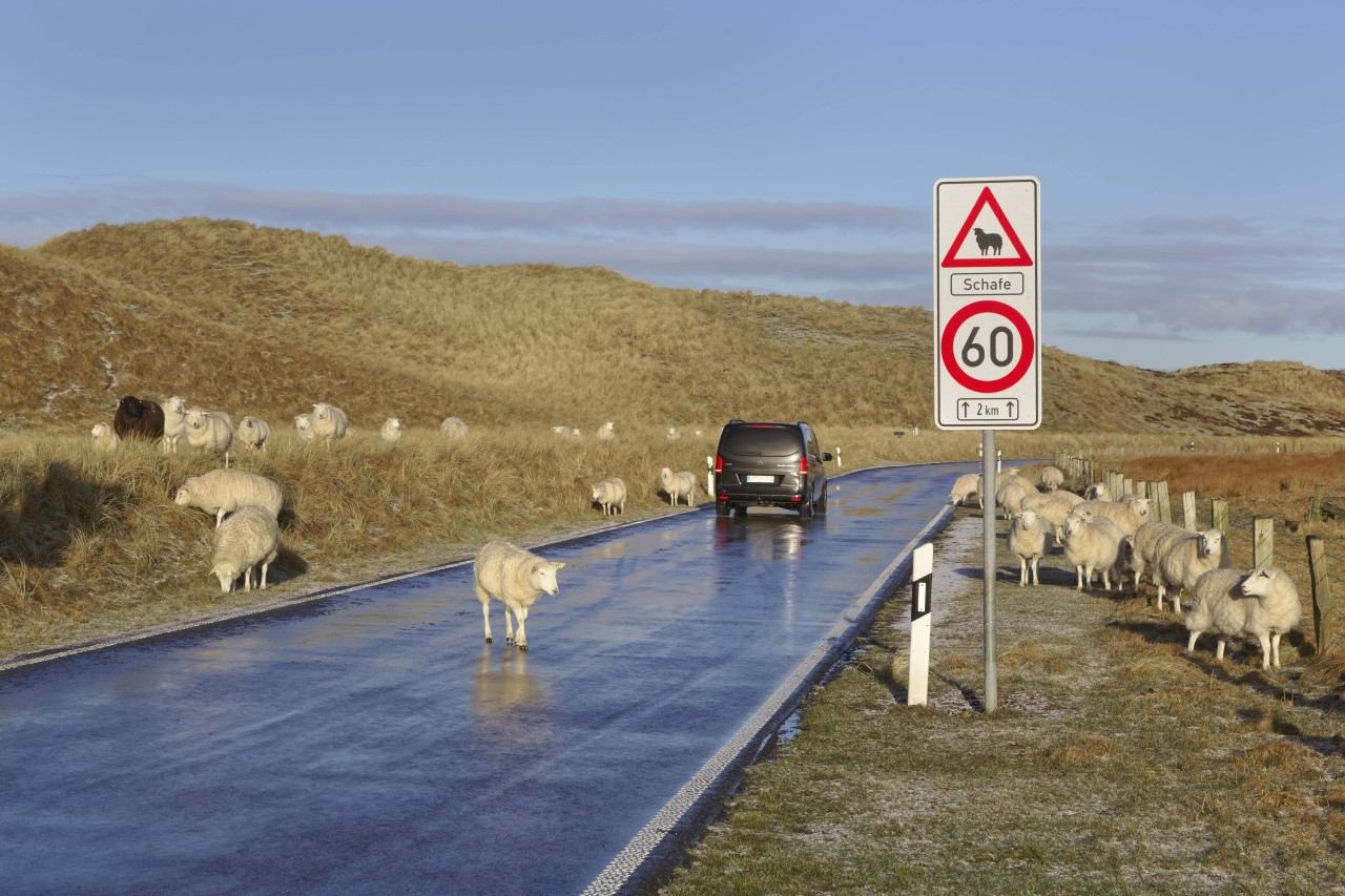 Schafe am Ellenbogen, dem nördlichsten Punkt von Sylt.