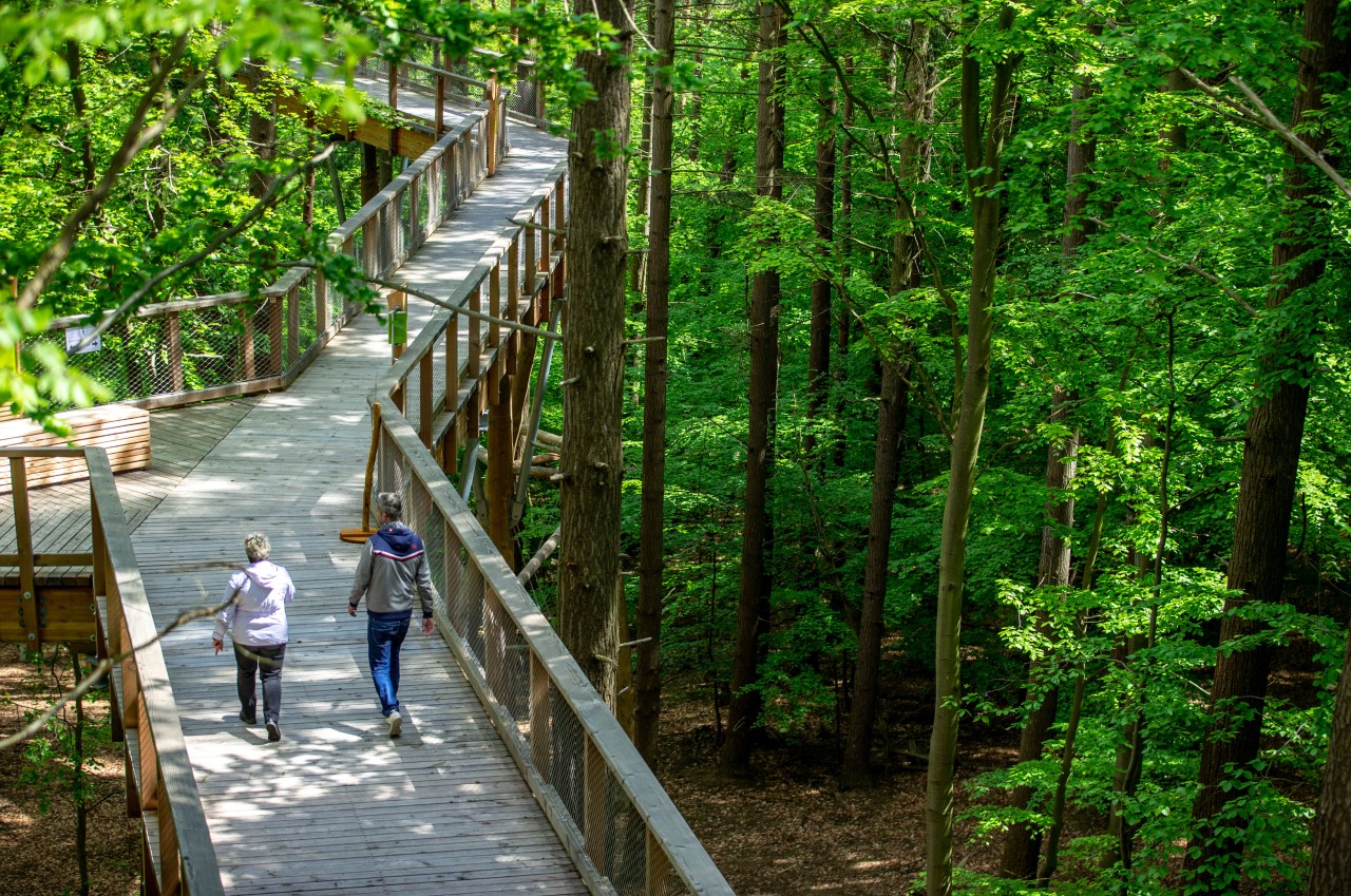 Auf mehr als 600 Meter langen Holzstegen können Besucher den Wald erkunden. 