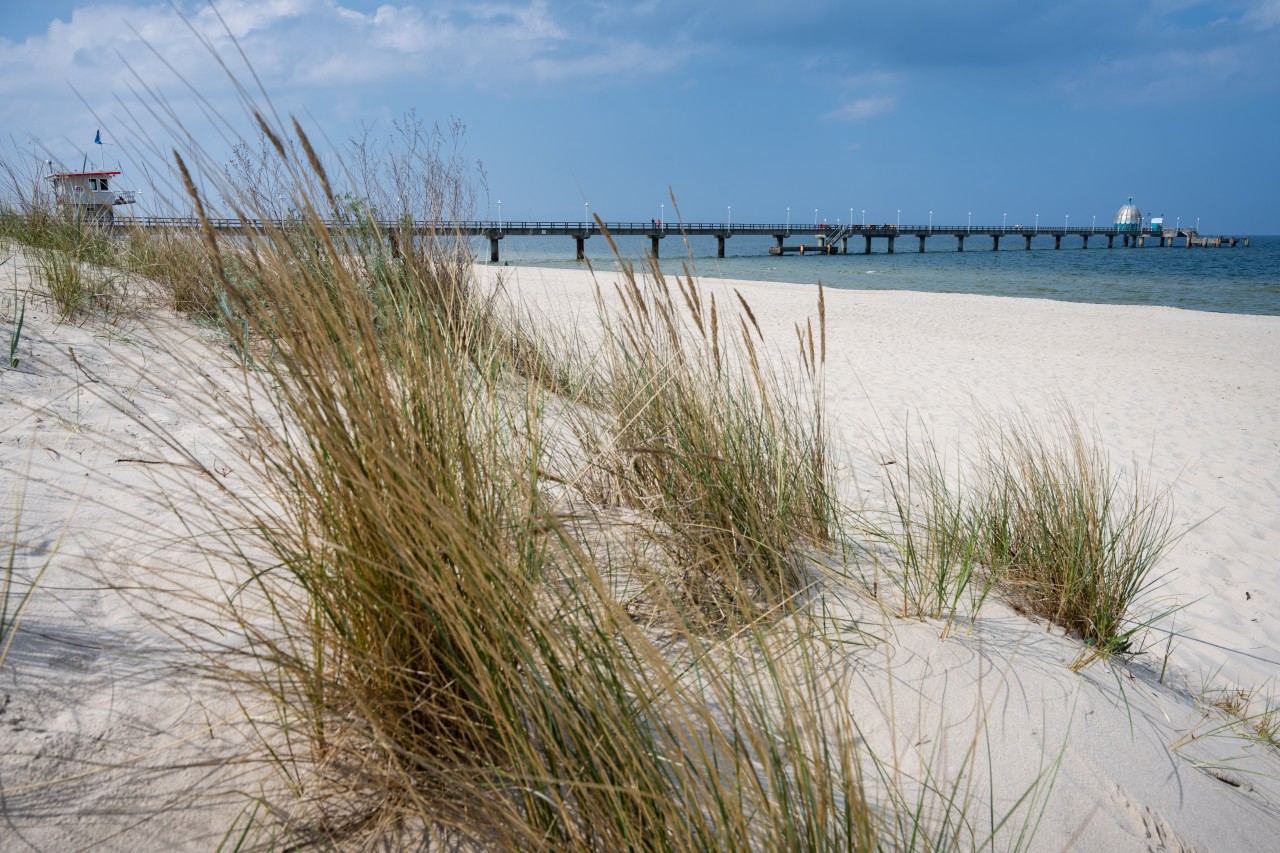 Usedom: Tierische Sichtung auf der Insel (Symbolbild).